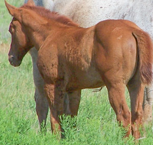 Our Foals