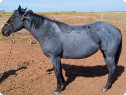 Wyo Blue Girl